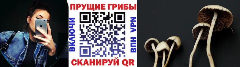 Псилоцибиновые грибы прущие грибы  Ртищево 